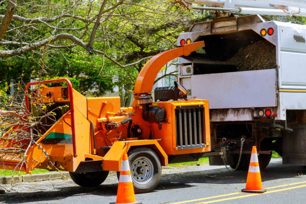 Professional Tree Removal and Landscaping Services in Totowa, NJ